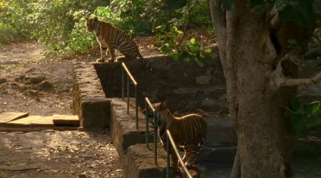 В хорошем качестве Живой мир. Тигр - убийца (2007) DVDRip