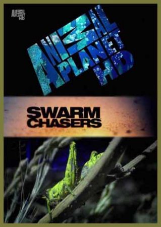 В хорошем качестве Animal Planet: В погоне за стаей. Саранча / Swarm Chasers Locusts (2011) HDTVRip