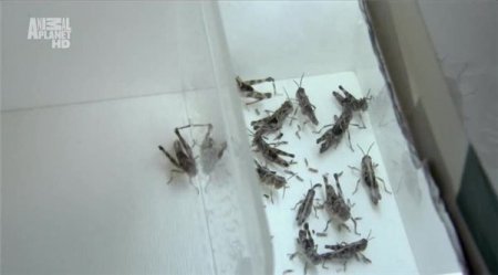 В хорошем качестве Animal Planet: В погоне за стаей. Саранча / Swarm Chasers Locusts (2011) HDTVRip