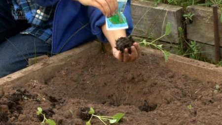 Сад и огород: Все о выращивании капусты