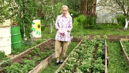 Сад и огород: Все о выращивании клубники