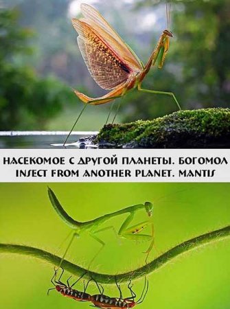 В хорошем качестве Инопланетное насекомое. Богомол (2012) 